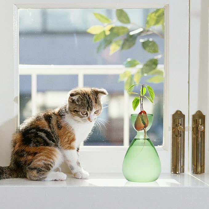 Avocado Vase Avocado Seed Starter Vases Trees Live Plants Growing kit Glass 2pc