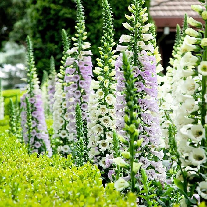Eden Brothers Foxglove Seeds - Gloxiniaeflora Mix