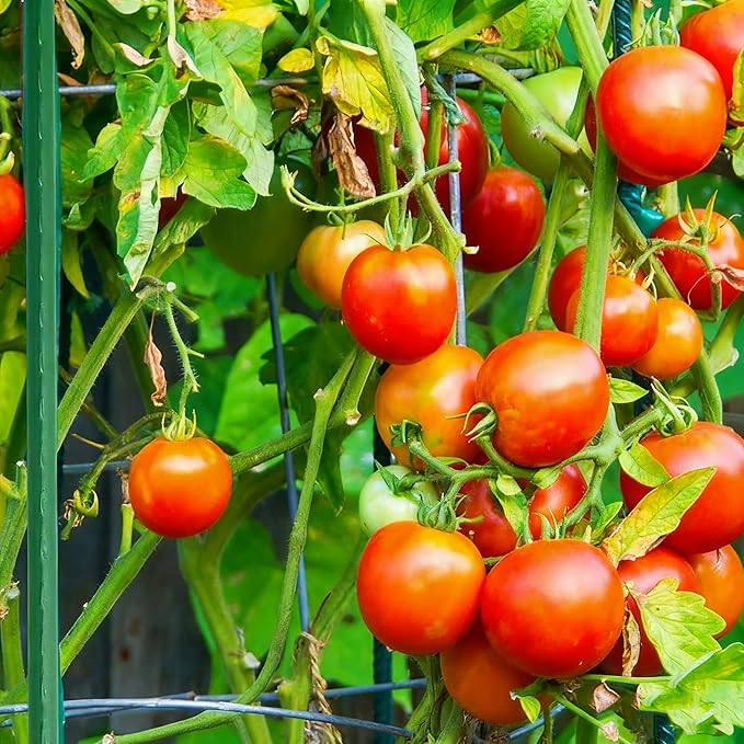 Xiny Tool Garden Stakes, 15 Pack 8 FT Steel Plant Garden Tomato Stakes with Plastic Coat for Climbing Plants (96 Inch)