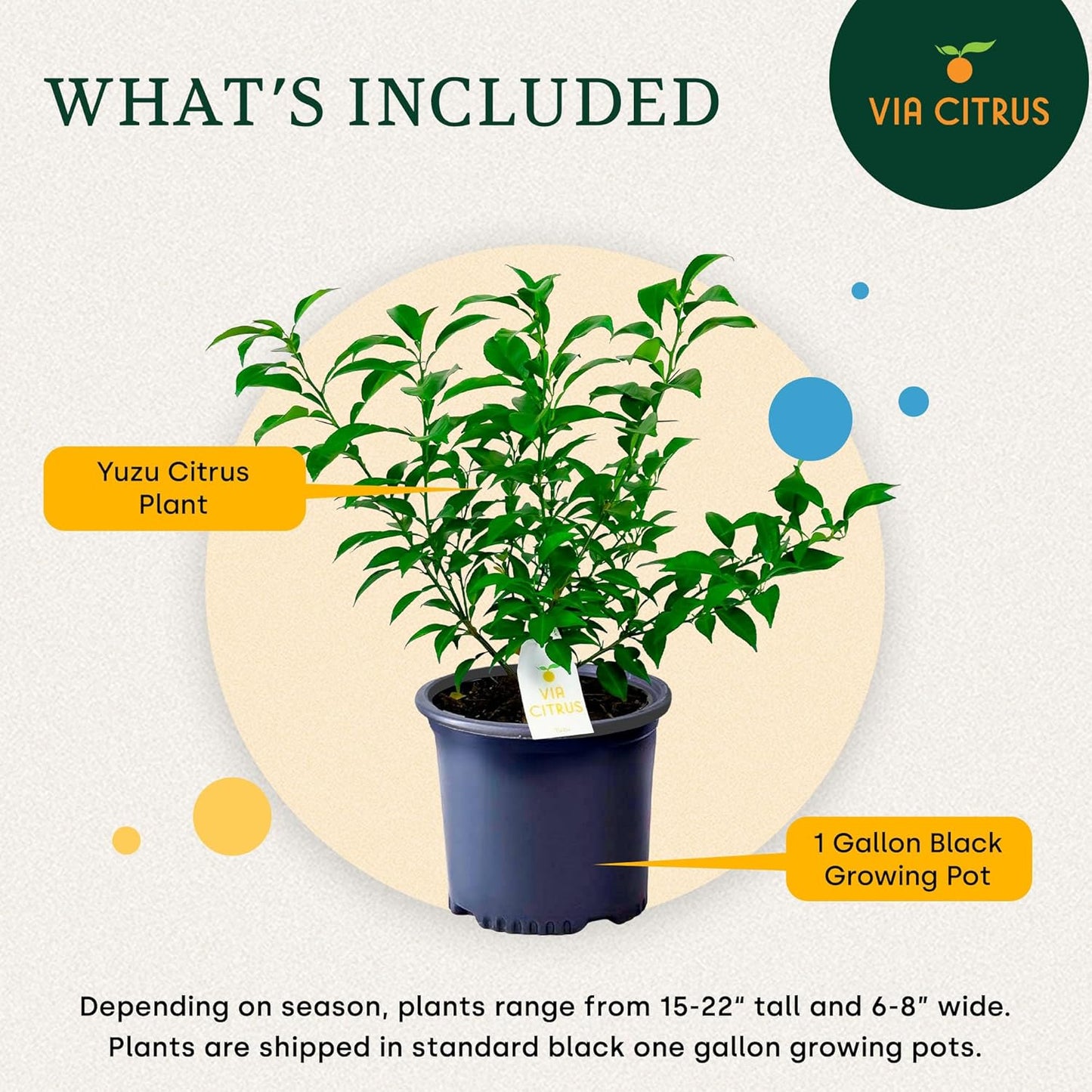Yuzu Citrus Fruit Trees Live Plants 14-18" Tall - Outdoor Planting & Indoor Fruit Trees Live Plants, No Shipping to CA, AZ,TX,LA - Yuzu Tree Plant, Wild Mandarin Orange Tree Variety by Via Citrus