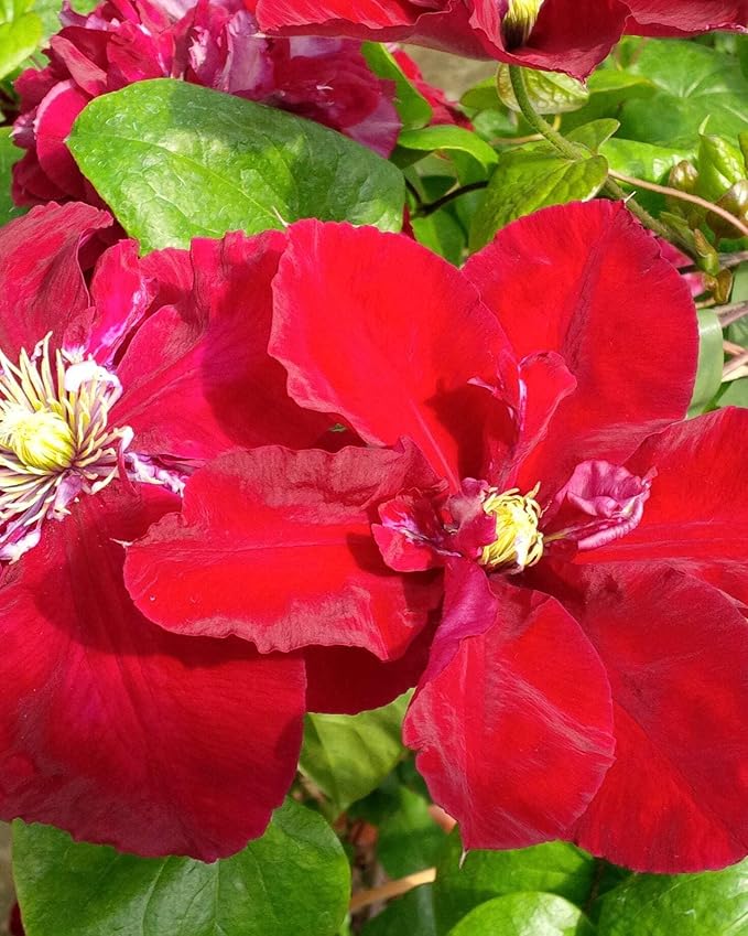 Perennial Farm Clematis Charmaine (Regal® Series) Hybrid – Live Clematis Vine in 4 Quart Container, Large Double Red Blooms, Compact Climber, Long Blooming, Ideal for Trellises, Arbors & Containers