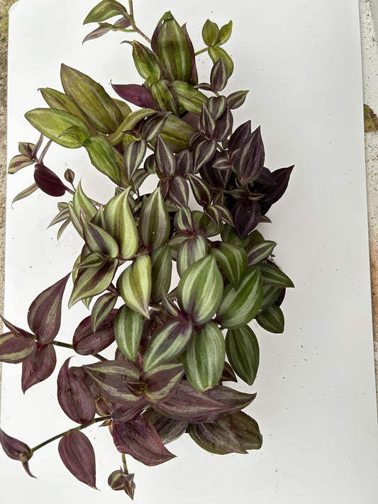 Live Wandering Jew Plant - Tradescantia Zebrina Collectors Pack - 5 Variety - Evenesce, Silver+, Discolor Green,Deep Purple and Burgundy ~ Air Purifying, Low Maintenance, Fast Growing Houseplants