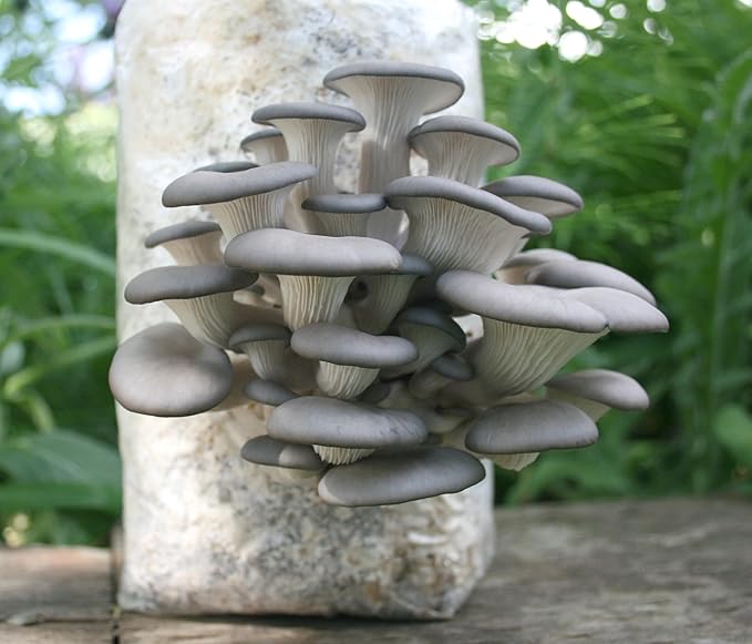 Two Mushroom Grow Kits, 3Lb Each (King Oyster & Blue Oyster)