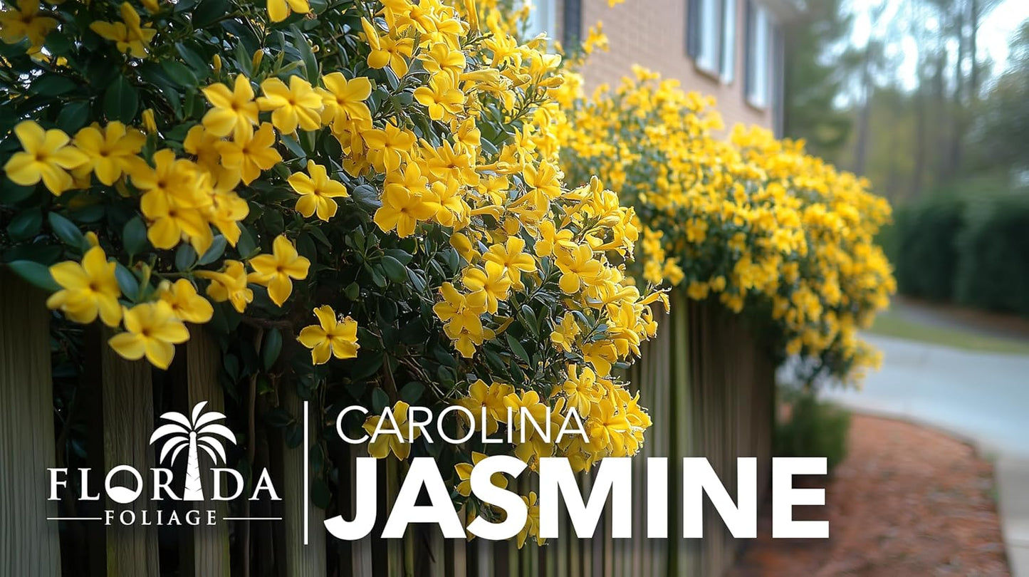 Carolina Jasmine | 40 Live Plants | Gelsemium sempervirens | Fast-Growing Flowering Vine for Trellises & Fences | Climbing Landscape Plants