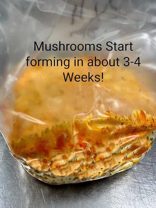 Cordyceps Militaris Mushroom Grow Kit | Large 2 Quart Spawn Bag Kit | Ready to Grow!