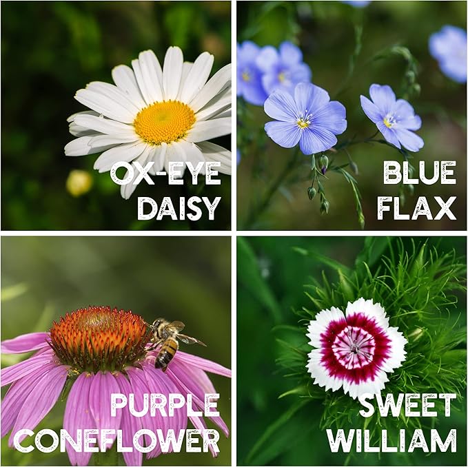 Wildflower Seeds Bulk - Meadow Wildflower Seed Mix, 5 Lbs Bulk, Annual & Perennial Wildflowers Seeds for Planting, Wild Flower & Grass Garden Mixture, Mountain Valley Seed Company