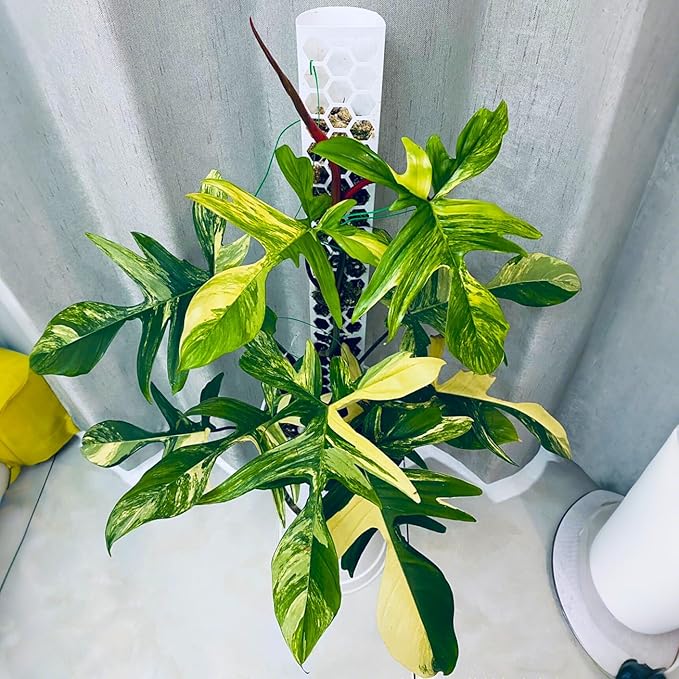 Plastic Moss Pole 4 Pack 17 Inch for Climbing Plants Monstera, Moss Pole Support for Indoor Plants, Plant Support for Monstera Work with Sphagnum Moss, Plant Lover Gifts（White）