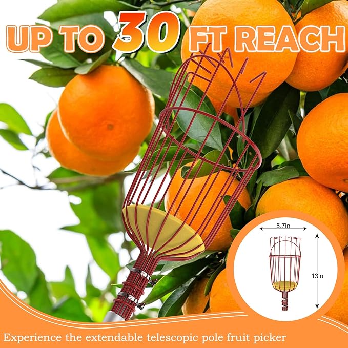 SISIUPASSIE 30FT Reach Fruit Picker, Apple Picker Pole with Basket Telescoping Tool for Apple Lemon Orange Mango Avocado Fruit Tree Picking