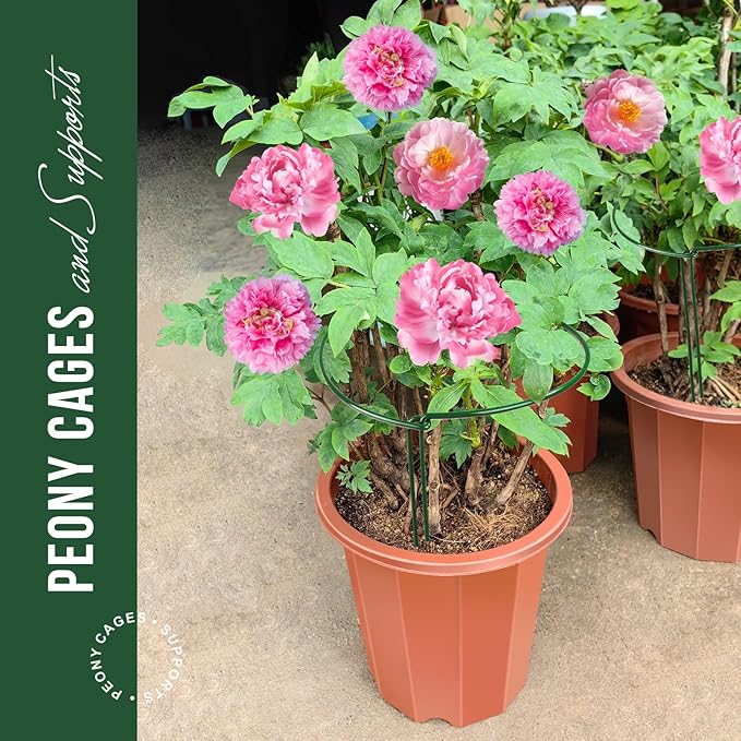 LEOBRO Plant Support Stakes, 4 PCS Plant Stakes, Plant Support, Peony Cages and Supports, Garden Stakes, Plant Stakes for Indoor Outdoor Plants, Hydrangea Support Cage, 10" W x 15.8" H