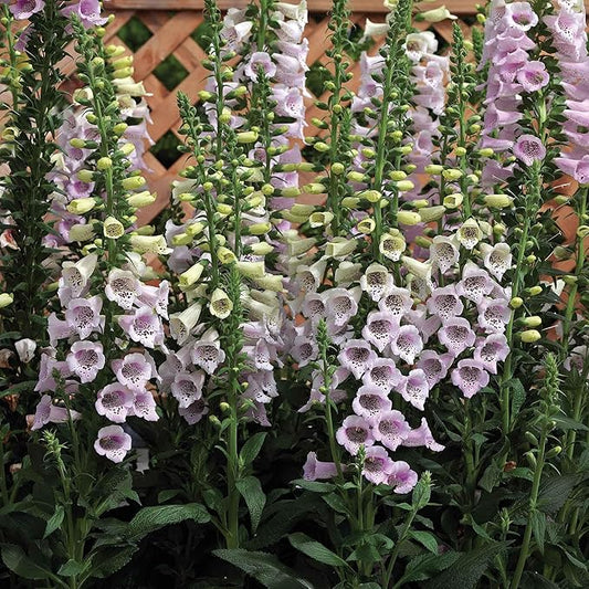 Eden Brothers Foxglove Seeds - Camelot Lavender