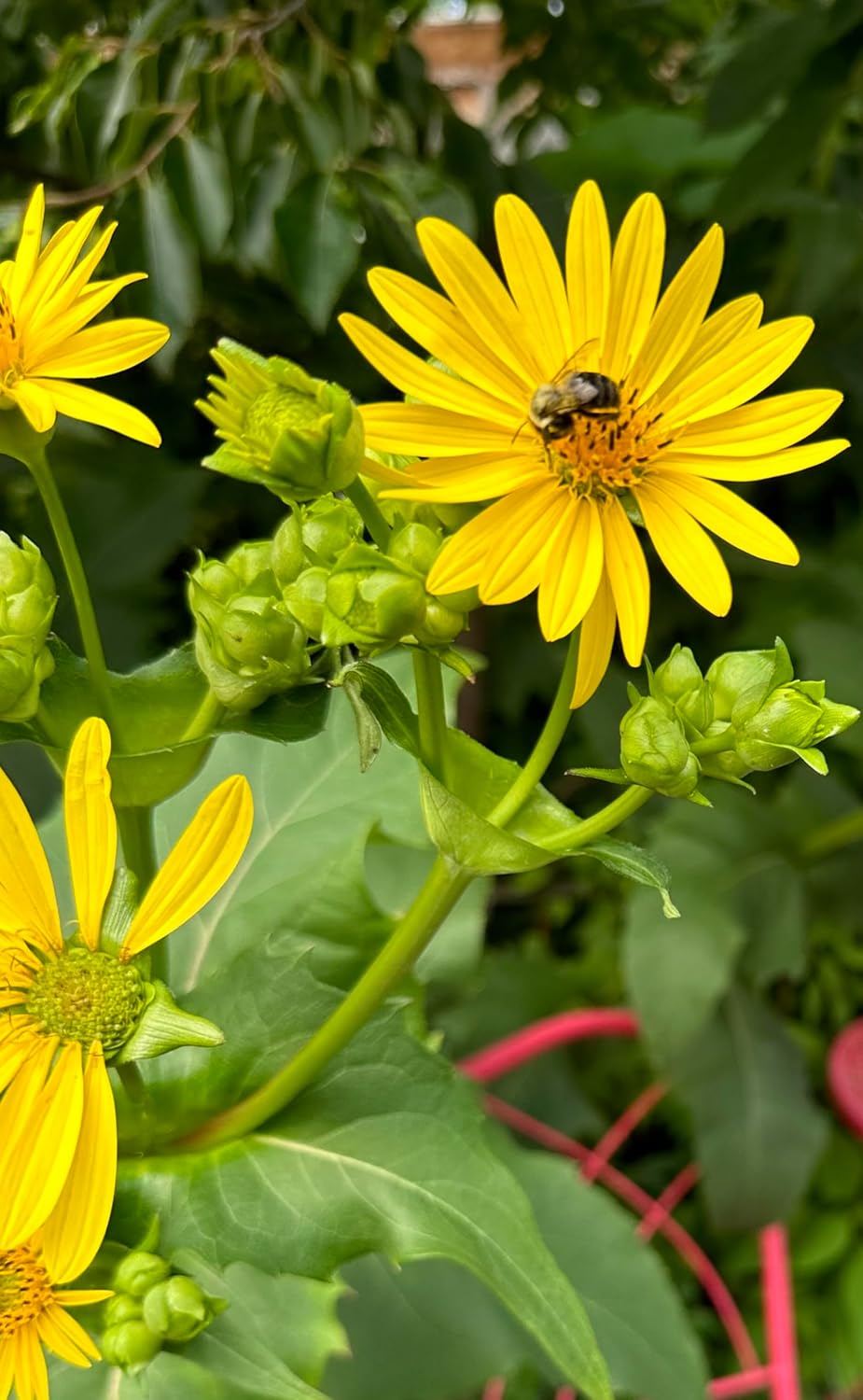 Cup Plant (Silphium perfoliatum) 2.5 in Pot Herbaceous Perennial Live Plant