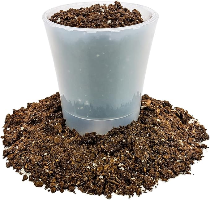 Money Tree Potting Soil Mix for Planting or Repotting Guiana Chestnut, Soil Blended to Properly Grow Money Tree Plants (2 Quart Bag)