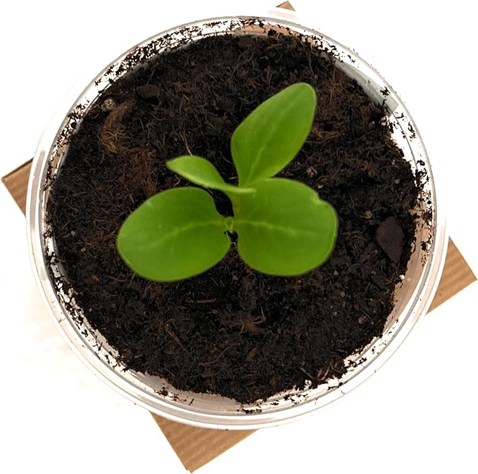 Wisteria- Plant Grow Kit | Wisteria Plant Grow Kit | Indoor/Outdoor Wisteria Starter Kit | Grow Your Own Wisteria | Educational | Great Gift Idea (Tin Planter)