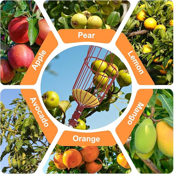 SISIUPASSIE 30FT Reach Fruit Picker, Apple Picker Pole with Basket Telescoping Tool for Apple Lemon Orange Mango Avocado Fruit Tree Picking