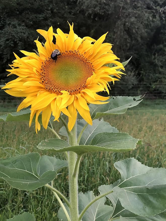 Organic Giant Sunflower Seeds (Helianthus annuus), 50 Seeds (12 Grams) - Cut Flower, Edible Seeds, Survival Food