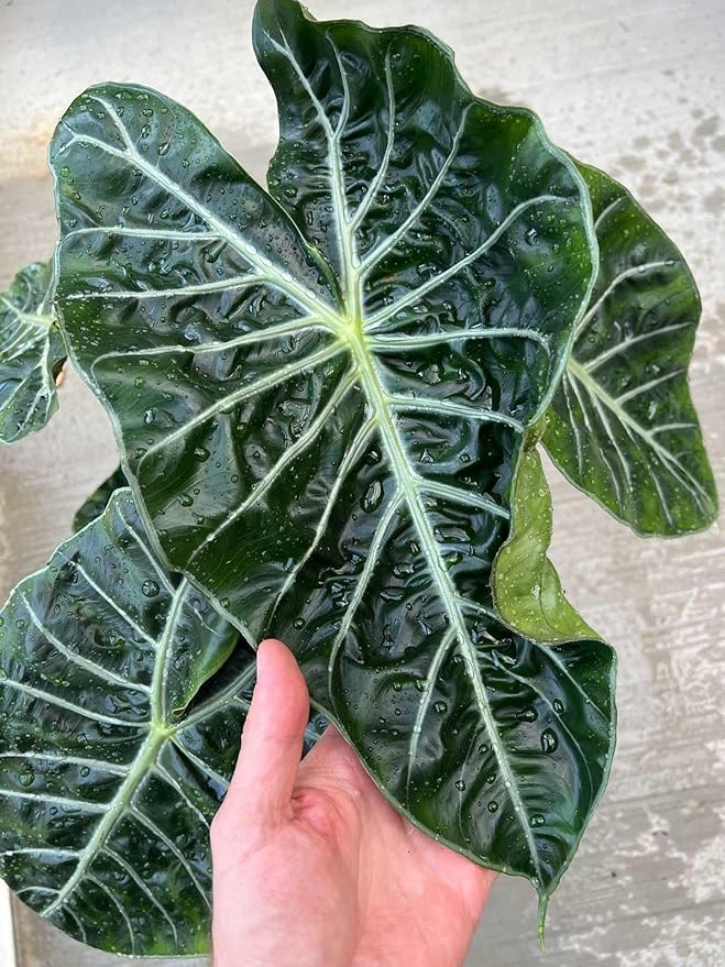 Premium Alocasia Plant Soil Mix by Gardenera - Stimulate Growth and Elevate Leaf Elegance with Nourishing Formula - 5 Quart