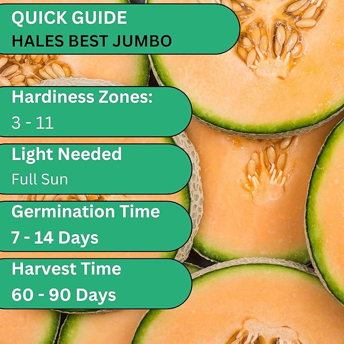 Hales Best Jumbo Cantaloupe Melon Seeds for Planting - Over 130 Heirloom Non-GMO Cantaloupe Seed for Planting - Beginner Friendly Fruit Seeds for Home Gardening