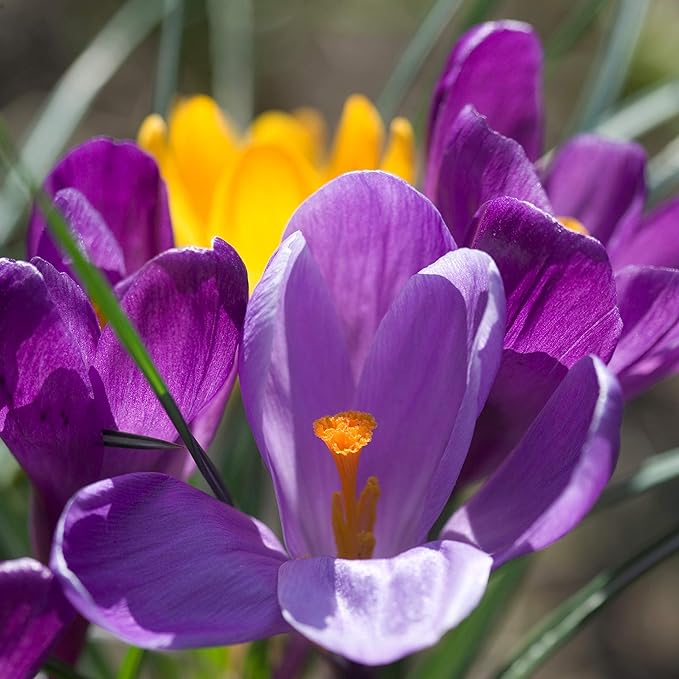 Easy to Grow Crocus Flower Record 20 Plant Bulbs - Violet Purple Flowers in Early Spring, Full Sun Outdoor Zones 3-8