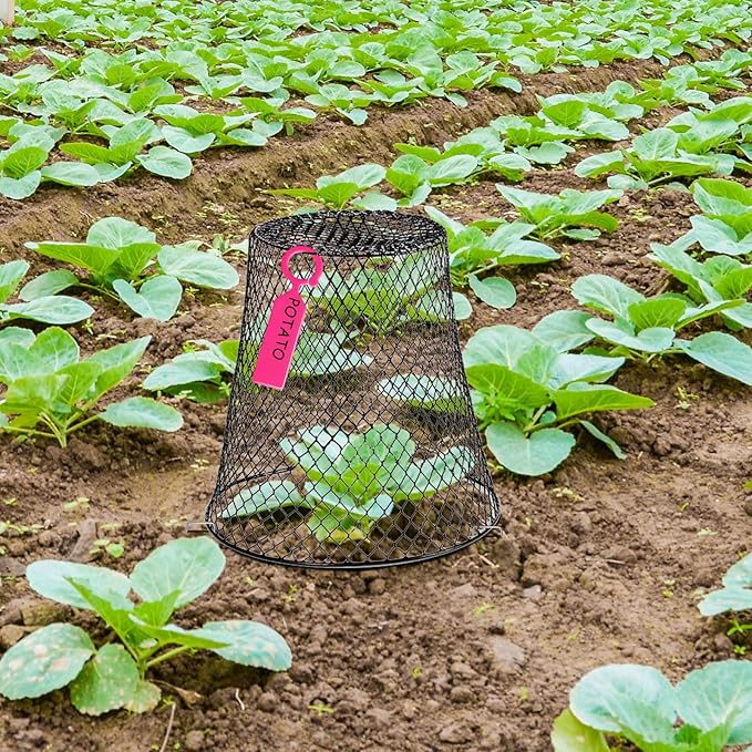 20 Pcs 9×9inch Chicken Wire Plant Covers Wire Garden Cloches Chicken Wire Cloche Plant Protector Metal Heavy Duty Garden Plant Cloche for Keeping Bunnies Chicken Squirrels Birds Other Out