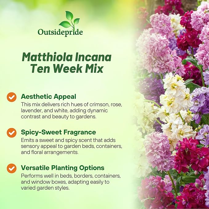 Outsidepride Ten Week Mix Mattiola Stock Seeds - 1000 Pcs Annual Flower Seeds for Planting with Fragrant Blooms That Attract Pollinators, Compact Growth, for Cut Flower Arrangements & Containers