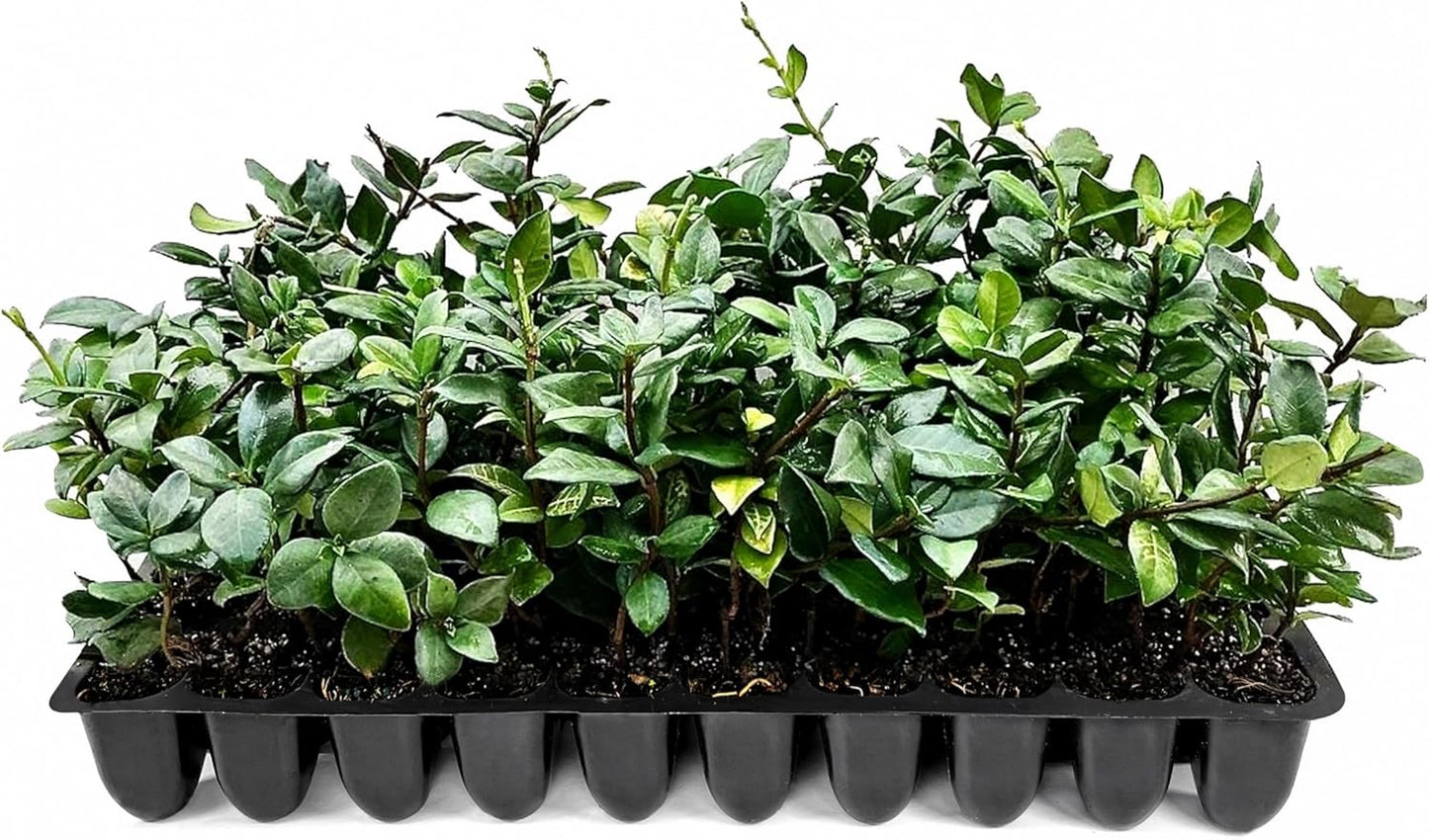 Star Jasmine | 20 Live Plants | Trachelospermum Jasminoides | Fragrant Blooming Evergreen Vine, Low Maintenance, Climbing, White Flowers, Attracts Pollinators, Drought Tolerant