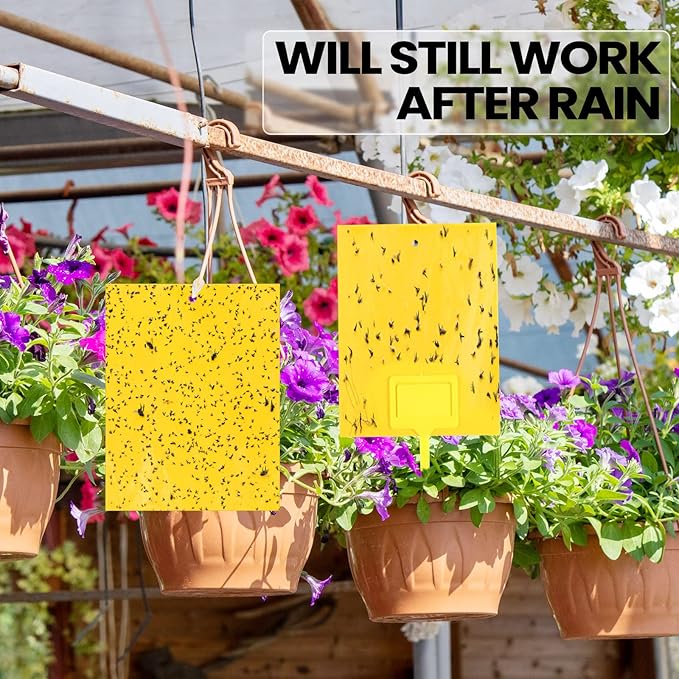 Qualirey 400 Pcs 6 x 8 Inch Sticky Traps for Gnats Dual Sided Fruit Fly Sticky Traps for Indoor and Outdoor Plant with Twist Ties and Plastic Holders for Flying Plant Insect, Fungus Gnats (Yellow)