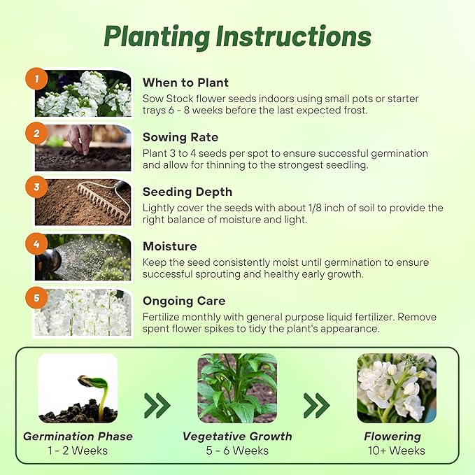 Outsidepride Ten Week White Mattiola Stock Seeds - 1000 Pcs Annual Flower Seeds for Planting with Fragrant Blooms That Attract Pollinators, Compact Growth, for Cut Flower Arrangements & Containers