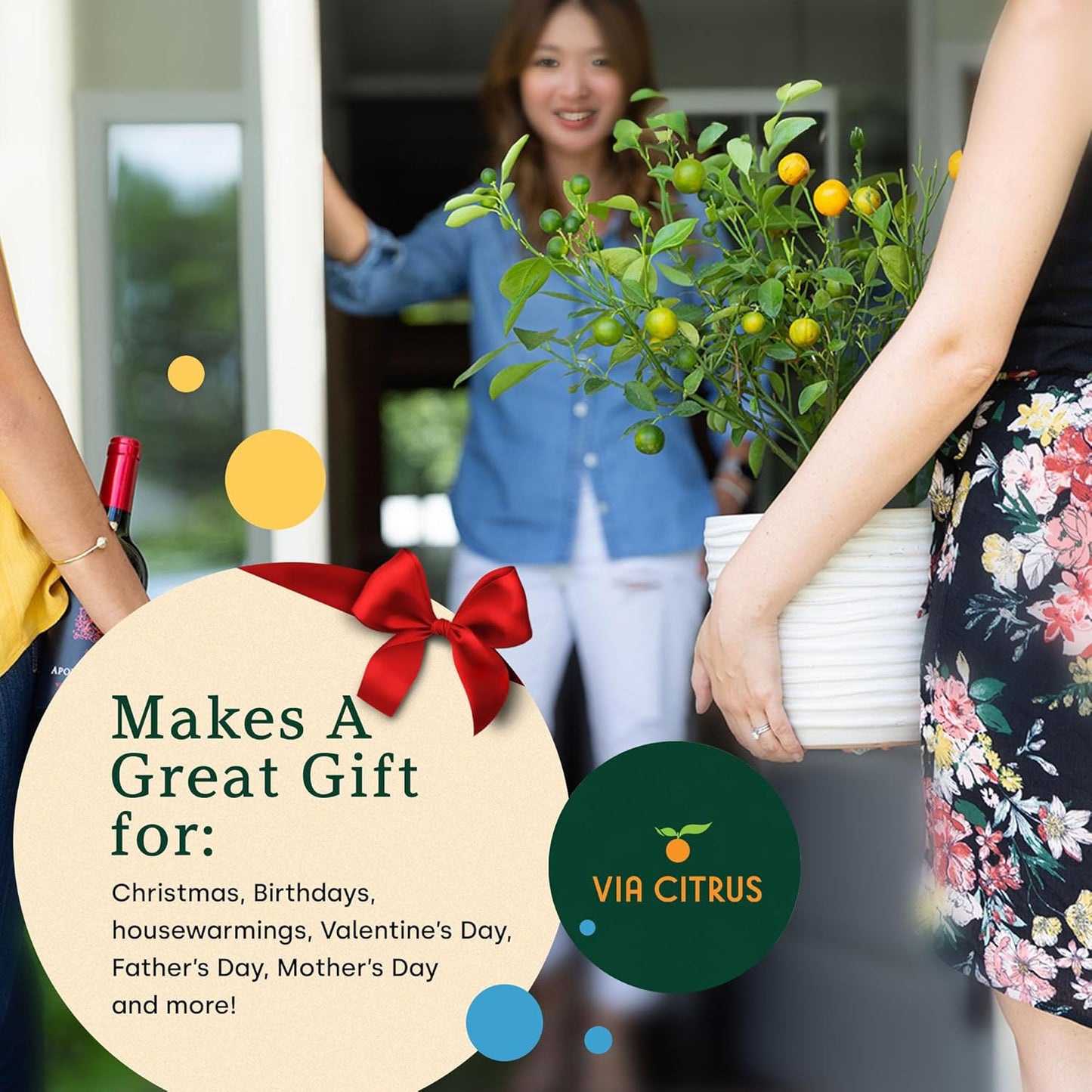 Red Lime Live Fruit Trees 8-12" Tall - Easy Indoor Plants Live Houseplants, No Shipping to CA, AZ,TX,LA - Outdoor Fruit Plants, Easy House Plant, Houseplant for Patio & Outdoor Planting by Via Citrus