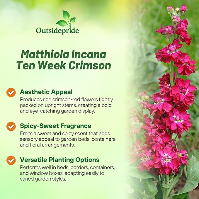 Outsidepride Ten Week Crimson Mattiola Stock Seeds - 2000 Pcs Annual Flower Seeds for Planting with Fragrant Blooms That Attract Pollinators, Compact Growth, for Cut Flower Arrangements & Containers