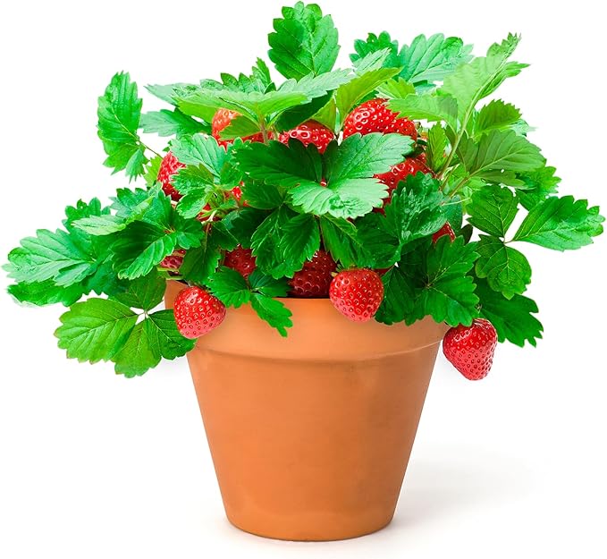 Back to the Roots Organic Wild Strawberry Grow Kit
