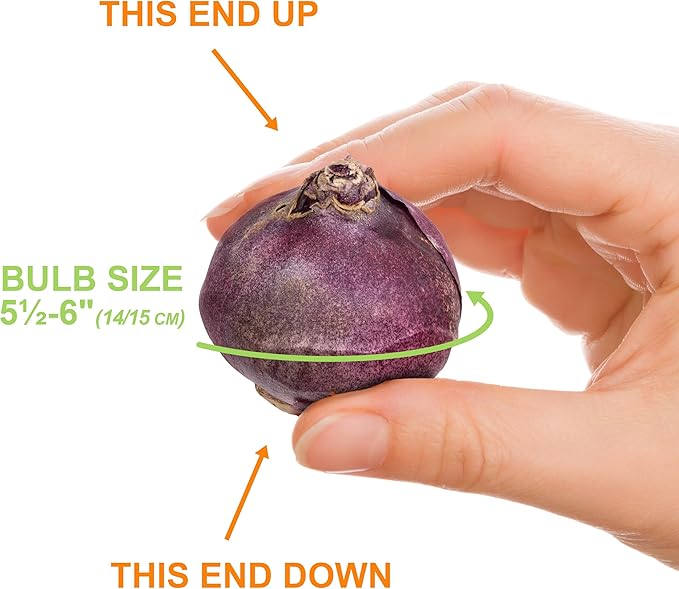 Garden State Bulb Pink Mix Hyacinth Flower Bulbs, 14/15cm, Fragrant, Fall Planting (Bag of 25)