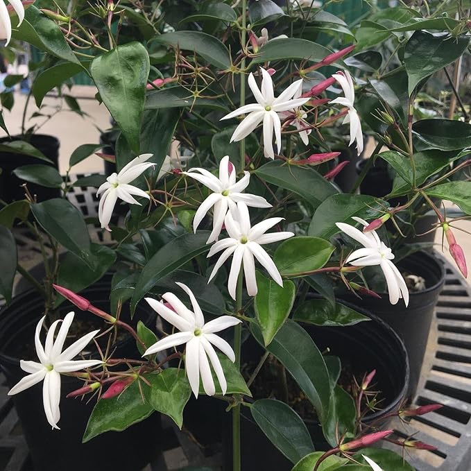 Live Angel Wing Jasmine (Jasminum Nitidum) Plants - Fragrant, White Blooming Evergreen Shrub for Any Garden (4 jas Angel Bags)