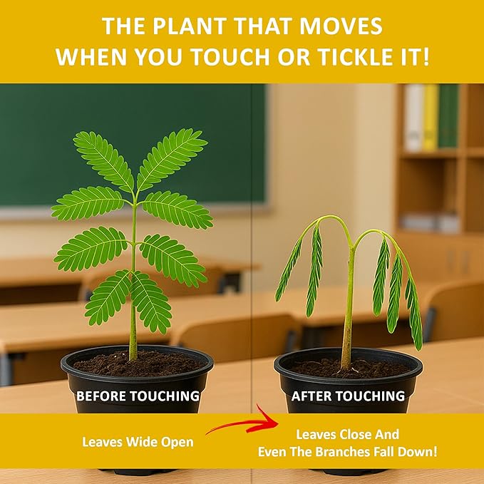TickleMe Plant Classroom or Homeschool Science Fun Planting Party Kit – for 30 Students – Grow a Sensitive Plant That Reacts to Touch – Includes Activity Book and Seeds for Kids to Plant
