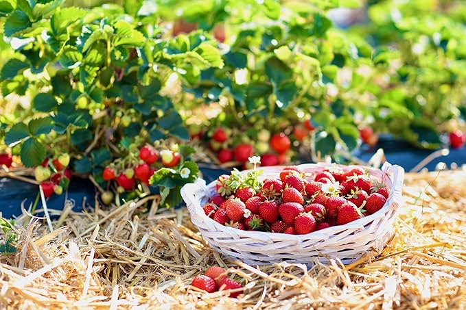 Blue Mountain Hay | Organic Garden Straw (5 lb) | Natural Mulch for Gardening, Flower Beds, Yard Landscaping, New Lawn Grass Seeding, Composting | Covers up to 75 sq ft