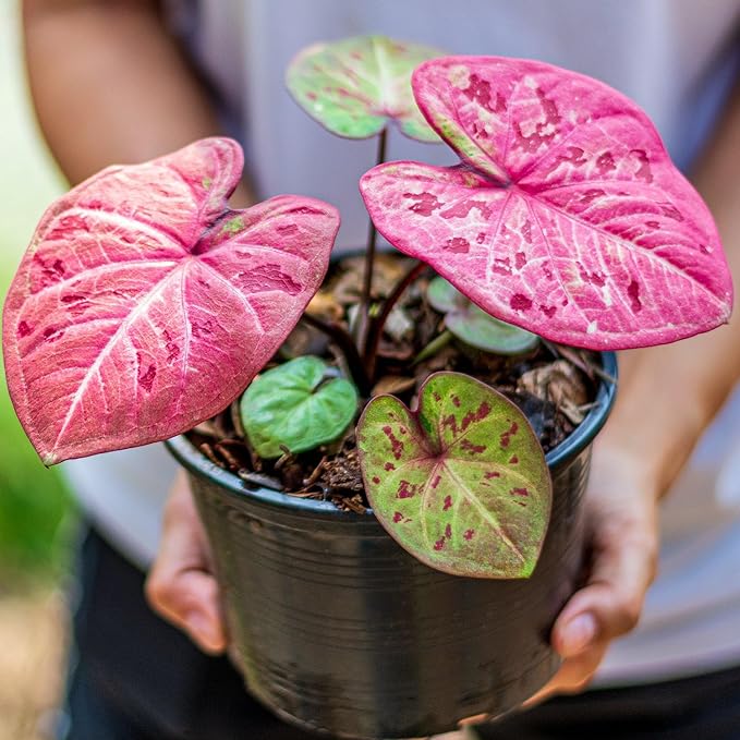 Caladium Potting Mix - Promote Strong Roots and Captivating Patterns with Our Premium Blend - 4 Quart