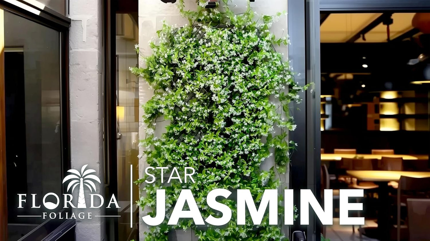Star Jasmine | 10 Live Plants | Trachelospermum Jasminoides | Fragrant Blooming Evergreen Vine, Low Maintenance, Climbing, White Flowers, Attracts Pollinators, Drought Tolerant