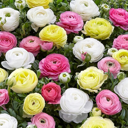 25 Pastel Mixed Ranunculus Bulbs Spring Planting - Buttercup Color Mix Value Bag - Plant in Gardens, Borders & Flowerbeds - Easy to Grow Flowers Bulbs by Willard & May