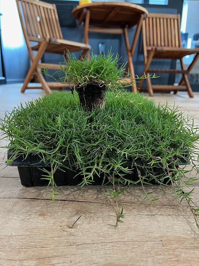 | Bermuda Grass Plugs - 200 Large Plugs, Fast Growing, Low Maintenance Green