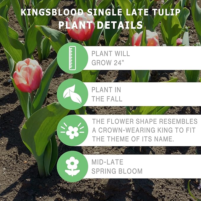 Kingsblood Single Late Tulip Bulbs (10-Pack)🌷Deep Red Tulips for Spring Gardens – Hardy Tulip Bulbs for Fall Planting