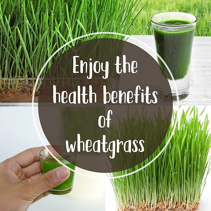 Handy Pantry Pro Micro Jute Microgreens Grow Mat Roll - 10 Inches Wide by 100 Feet Long - 1 Roll - Professional Hydroponic Growing Pad for Trays or Gutter - Micro Greens & Wheatgrass