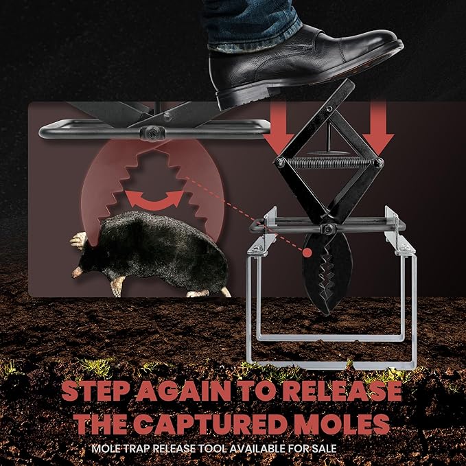 Mole Traps That Kill Best, 2 Pack Scissor Mole Trap, Sleek Black Stainless Steel Finish