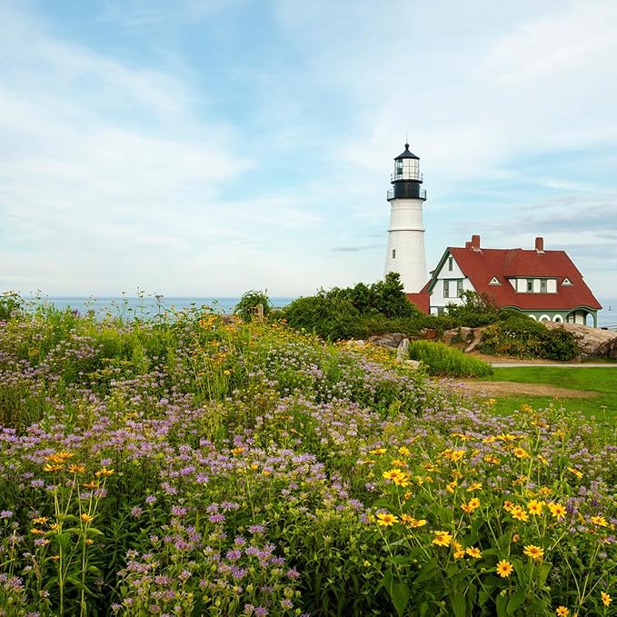 Created By Nature Maine Wildflower State Mix, 15 Flower Varieties, 50,000 Seeds