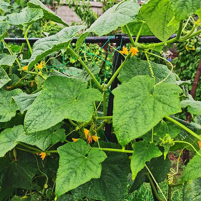 Cucumber Trellis 69.8" H x 36" W, A Frame Garden Trellis for Raised Bed Climbing Plants Metal+PE Coated Grow Support for Vines, Vegetables
