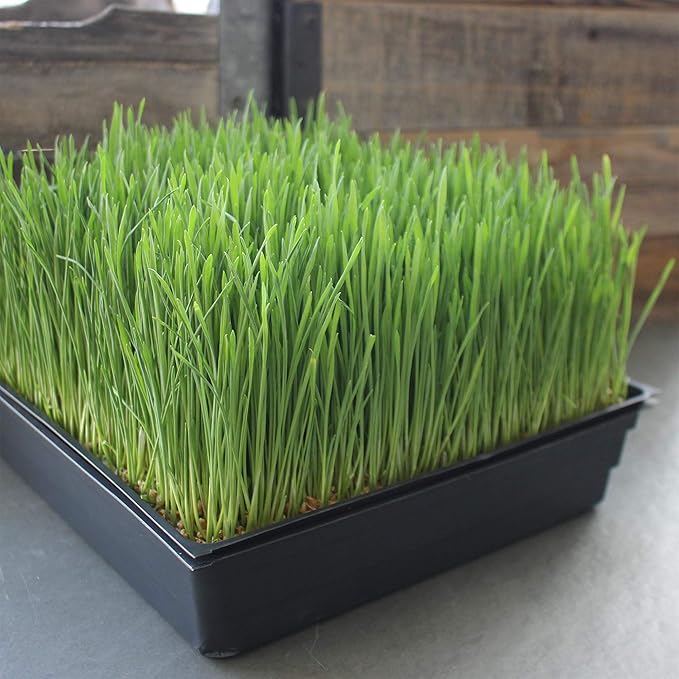 100-Pack 1020 Garden Growing Trays without Drain Holes - 10" x 20" Plastic Plant Trays No Holes - Wheatgrass Sprouting Tray, Microgreens Seed Tray, Hydroponic Trays, Nursery Flats, Greenhouse Supplies