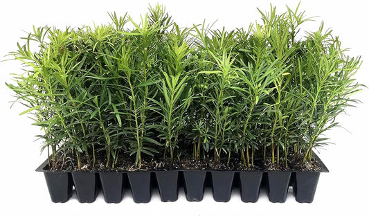 Podocarpus Macrophyllus Japanese Yew | 30 Live Plants | Podocarpus macrophyllus | Privacy Hedge Shrub | Evergreen Landscaping Plants for Gardens & Borders