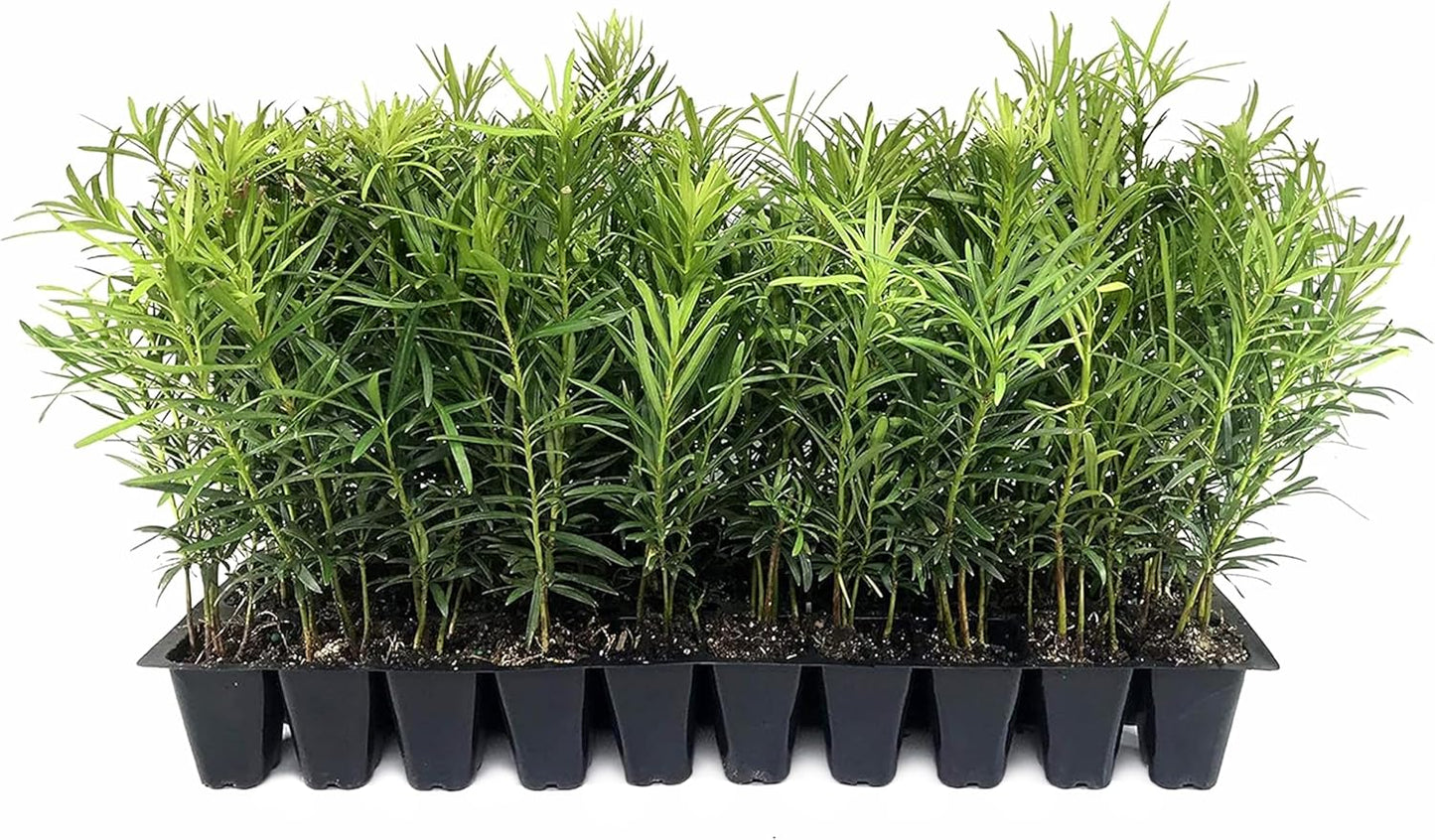 Podocarpus Macrophyllus Japanese Yew | 10 Live Plants | Podocarpus macrophyllus | Privacy Hedge Shrub | Evergreen Landscaping Plants for Gardens & Borders