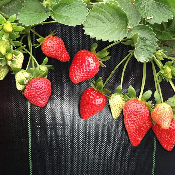 5ft x 100ft Landscape Fabric Durable Weed Barrier Mats Prevent Weeds, Easy Install Weed Blocker, Premium Weed Barrier Fabric