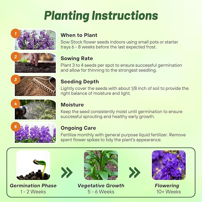 Outsidepride Ten Week Blue Mattiola Stock Seeds - 1000 Pcs Annual Flower Seeds for Planting with Fragrant Blooms That Attract Pollinators, Compact Growth, for Cut Flower Arrangements & Containers