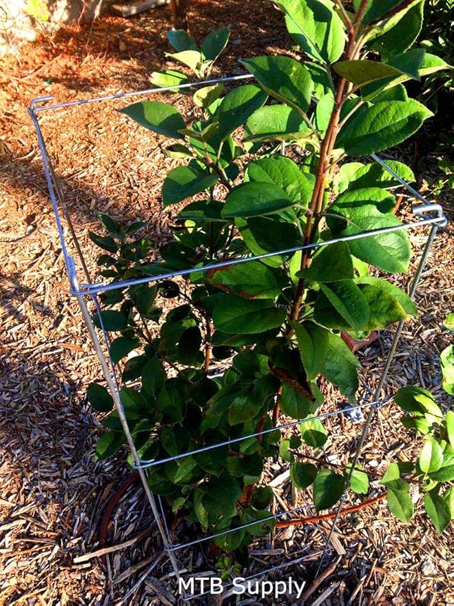 Galvanized Square Folding Tomato Cage Plant Support Stake Tower 12 inch by 46 inch, Pack of 10 Sets(Also Sold as Pack of 2 & 5,PVC Green is Available)