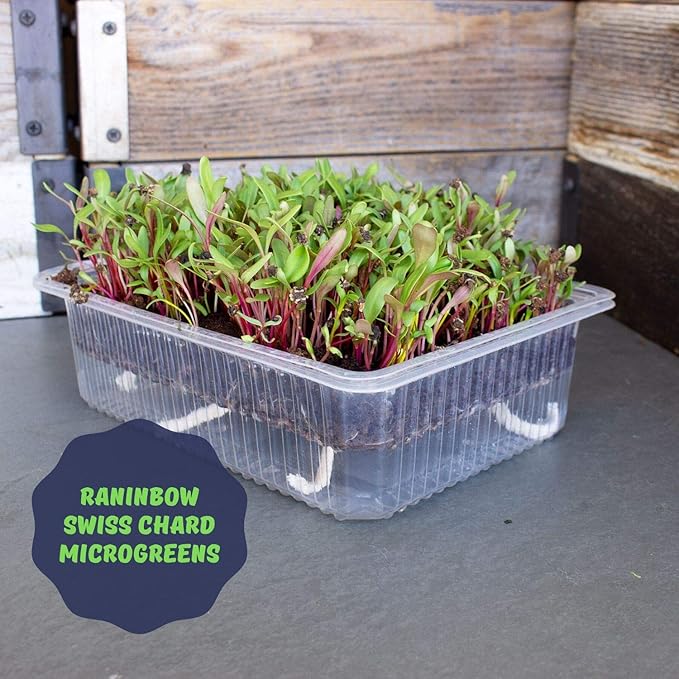 Self Watering Indoor Microgreens Kit - Complete Soil Microgreens Growing Kit for Vegetable Seeds & Herb Seeds - Black Sunflower Seeds, Pea Shoots Microgreen Seeds, Swiss Chard Seeds, & Cilantro Seeds